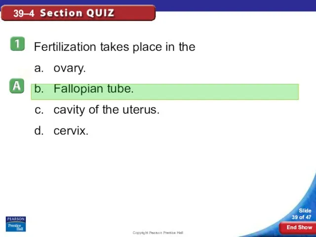 Copyright Pearson Prentice Hall 39–4 Fertilization takes place in the ovary.