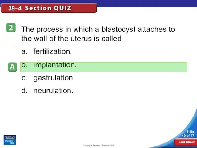 Copyright Pearson Prentice Hall 39–4 The process in which a blastocyst