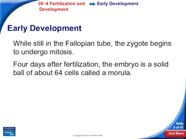 Copyright Pearson Prentice Hall Early Development Early Development While still in