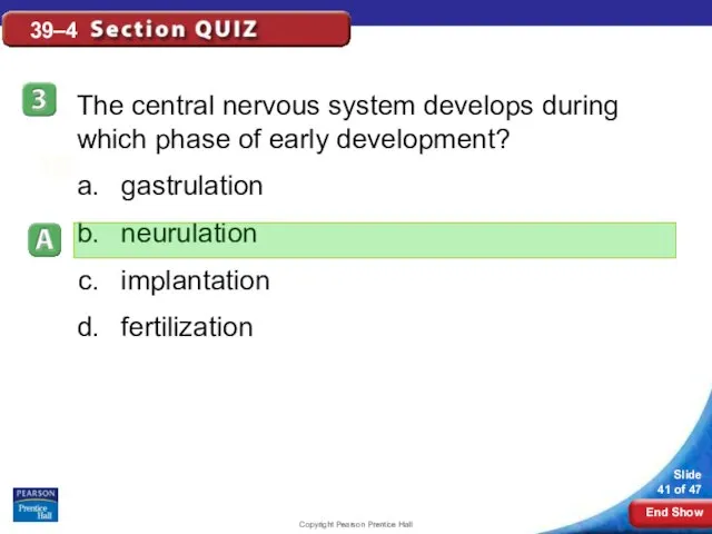 Copyright Pearson Prentice Hall 39–4 The central nervous system develops during