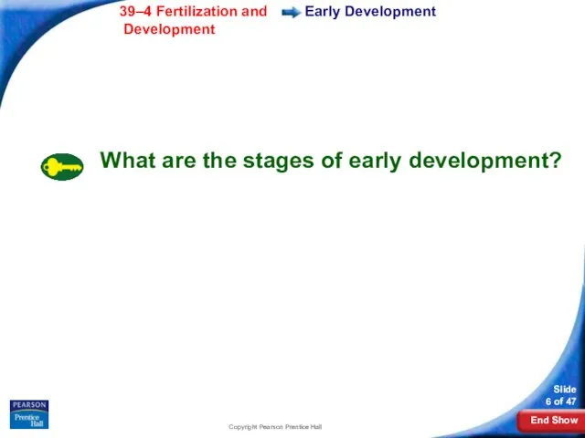 Copyright Pearson Prentice Hall Early Development What are the stages of early development?