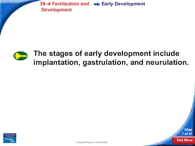 Copyright Pearson Prentice Hall Early Development The stages of early development include implantation, gastrulation, and neurulation.