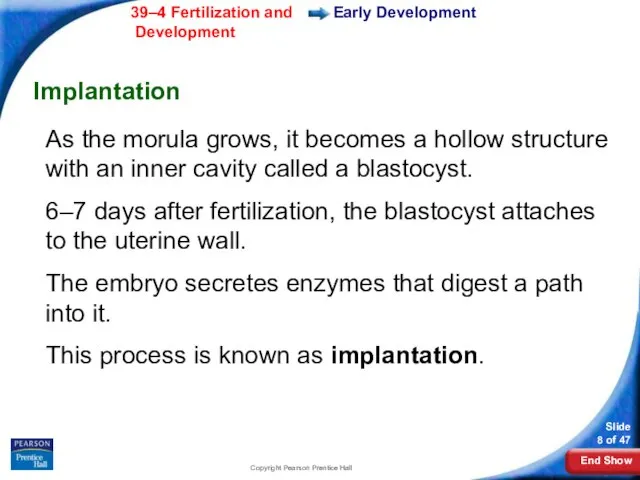 Copyright Pearson Prentice Hall Early Development Implantation As the morula grows,