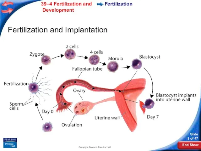 Copyright Pearson Prentice Hall Fertilization Fertilization and Implantation