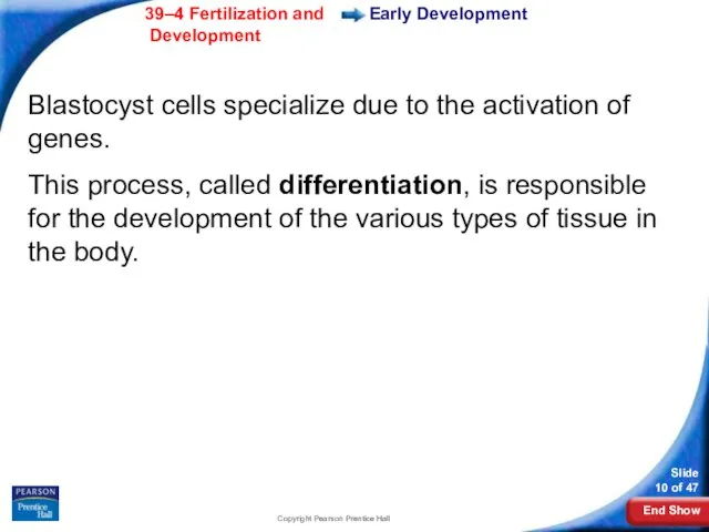 Copyright Pearson Prentice Hall Early Development Blastocyst cells specialize due to