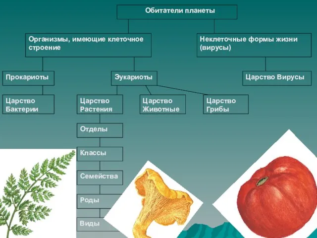 Неклеточные формы жизни (вирусы) Организмы, имеющие клеточное строение Обитатели планеты Царство