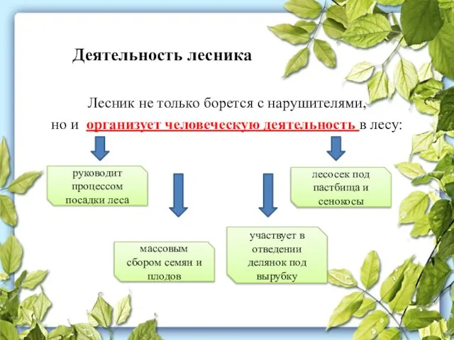 Деятельность лесника Лесник не только борется с нарушителями, но и организует