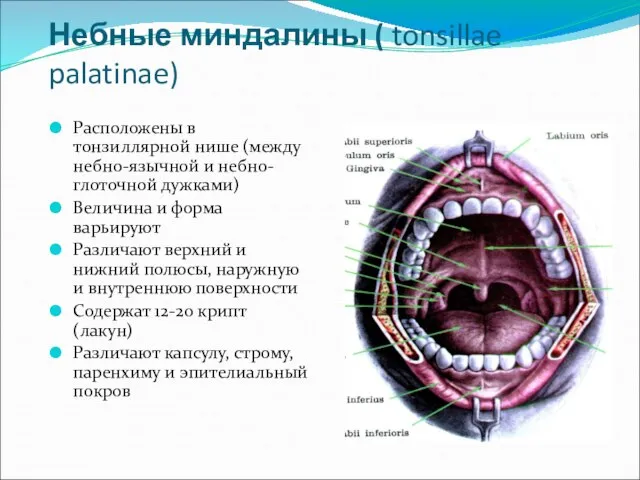 Небные миндалины ( tonsillae palatinae) Расположены в тонзиллярной нише (между небно-язычной