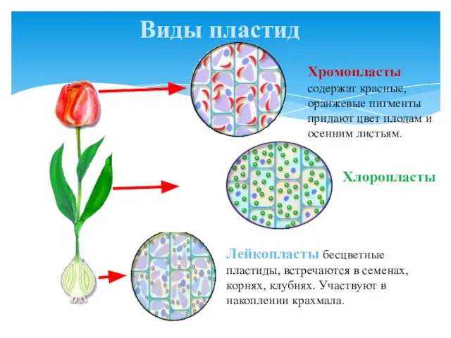 Виды пластид Лейкопласты бесцветные пластиды, встречаются в семенах, корнях, клубнях. Участвуют