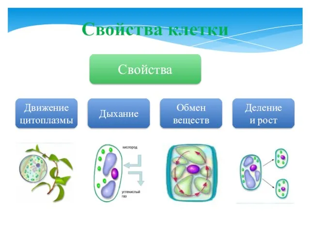 Свойства клетки