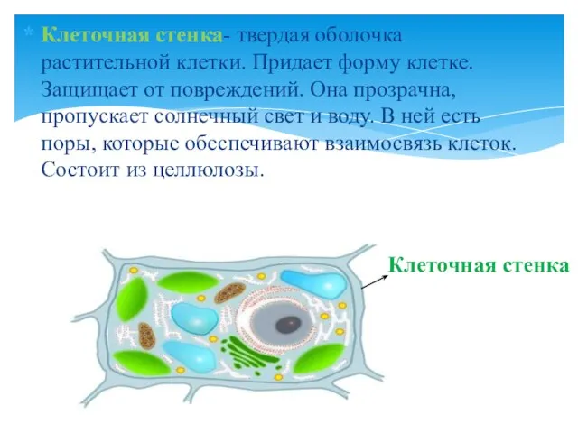 Клеточная стенка- твердая оболочка растительной клетки. Придает форму клетке. Защищает от