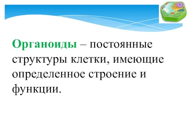 Органоиды – постоянные структуры клетки, имеющие определенное строение и функции.