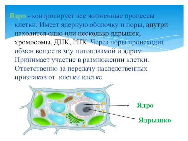 Ядро - контролирует все жизненные процессы клетки. Имеет ядерную оболочку и