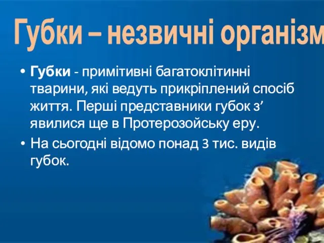 Губки – незвичні організми Губки - примітивні багатоклітинні тварини, які ведуть