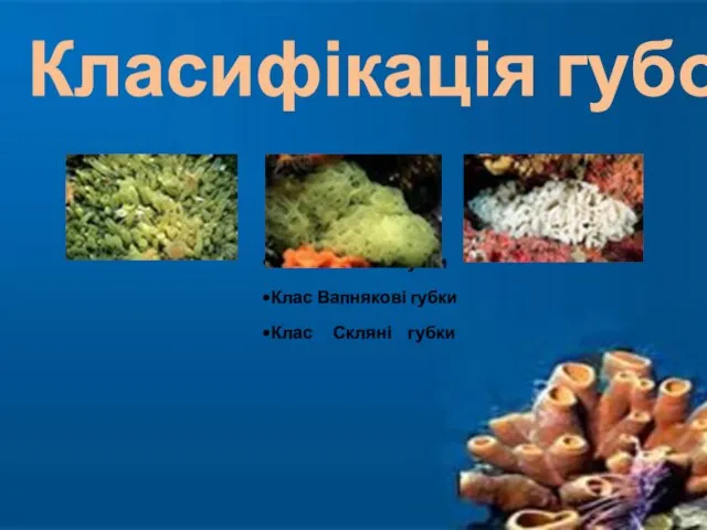 Клас Звичайні губки Клас Вапнякові губки Клас Скляні губки Класифікація губок