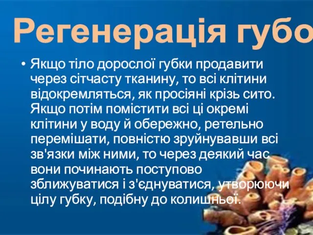 Якщо тіло дорослої губки продавити через сітчасту тканину, то всі клітини