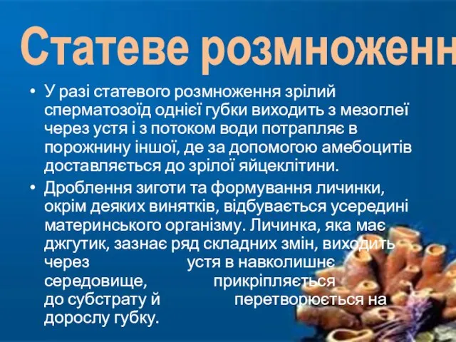 У разі статевого розмноження зрілий сперматозоїд однієї губки виходить з мезоглеї