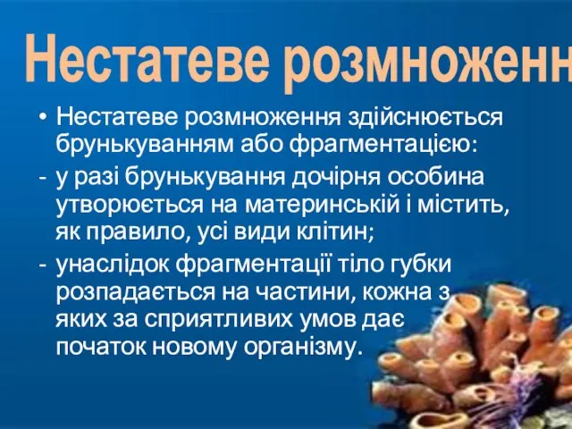 Нестатеве розмноження здійснюється брунькуванням або фрагментацією: у разі брунькування дочірня особина