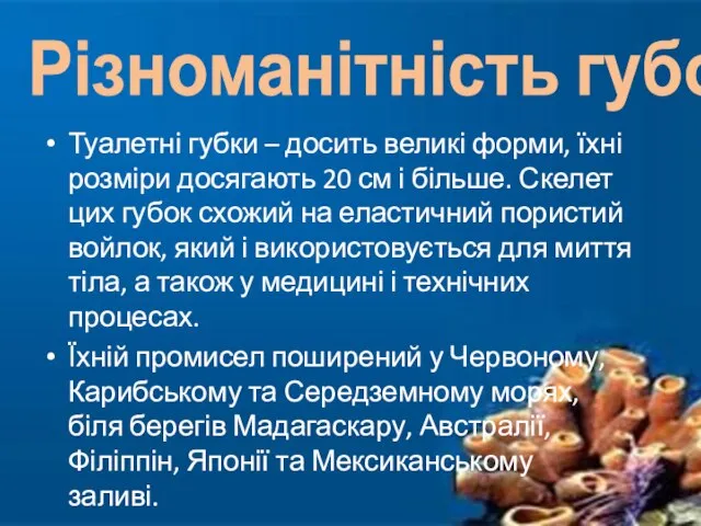 Туалетні губки – досить великі форми, їхні розміри досягають 20 см