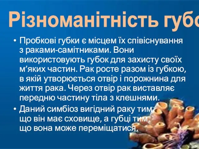 Пробкові губки є місцем їх співіснування з раками-самітниками. Вони використовують губок