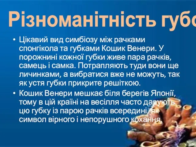 Цікавий вид симбіозу між рачками спонгікола та губками Кошик Венери. У