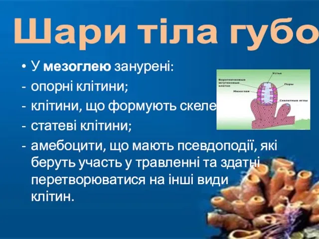 У мезоглею занурені: опорні клітини; клітини, що формують скелет; статеві клітини;