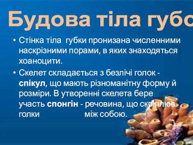 Стінка тіла губки пронизана численними наскрізними порами, в яких знаходяться хоаноцити.