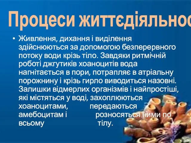 Живлення, дихання і виділення здійснюються за допомогою безперервного потоку води крізь