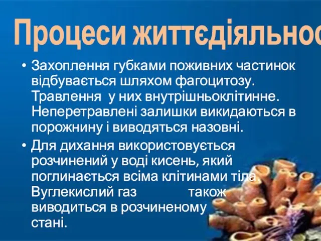 Захоплення губками поживних частинок відбувається шляхом фагоцитозу. Травлення у них внутрішньоклітинне.