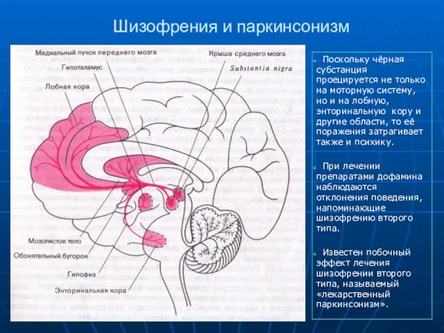 Шизофрения и паркинсонизм Поскольку чёрная субстанция проецируется не только на моторную