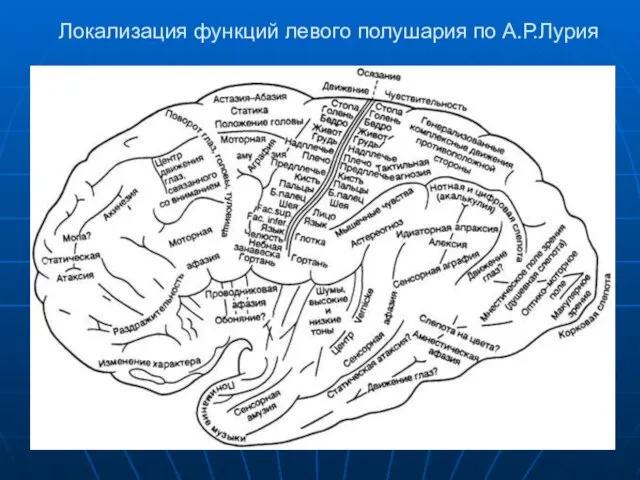 Локализация функций левого полушария по А.Р.Лурия