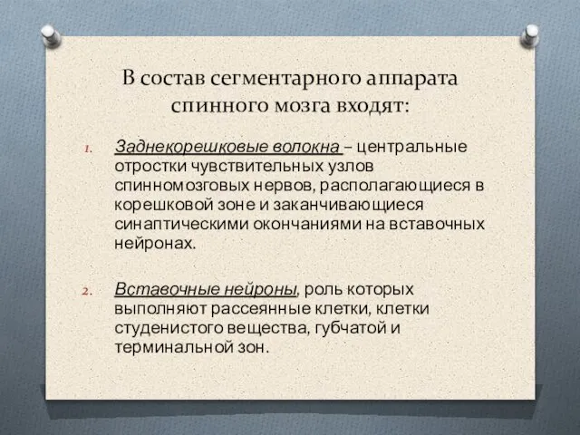 В состав сегментарного аппарата спинного мозга входят: Заднекорешковые волокна – центральные