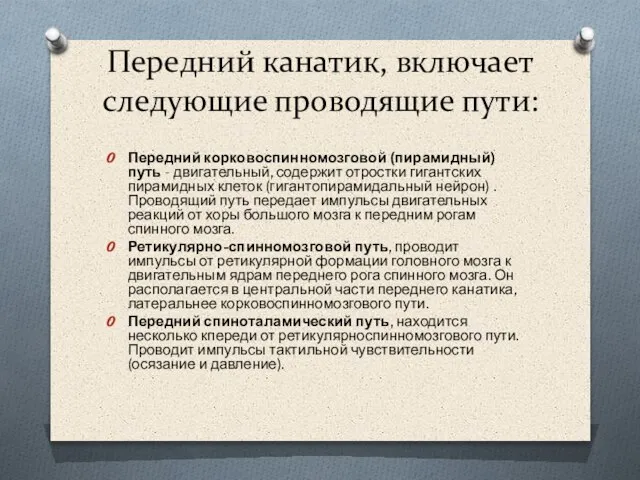 Передний канатик, включает следующие проводящие пути: Передний корковоспинномозговой (пирамидный) путь -