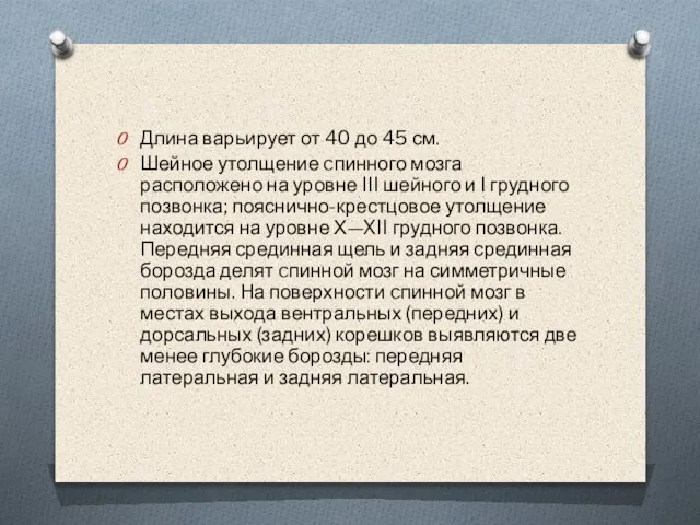 Длина варьирует от 40 до 45 см. Шейное утолщение cпинного мозга