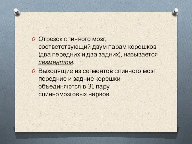 Отрезок cпинного мозг, соответствующий двум парам корешков (два передних и два