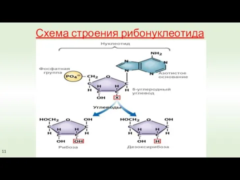 Схема строения рибонуклеотида 11