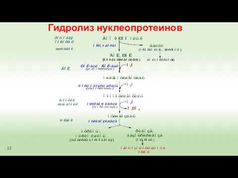 Гидролиз нуклеопротеинов 13