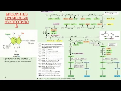 БИОСИНТЕЗ ПУРИНОВЫХ НУКЛЕОТИДОВ Происхождение атомов С и N в пуриновом основании 14