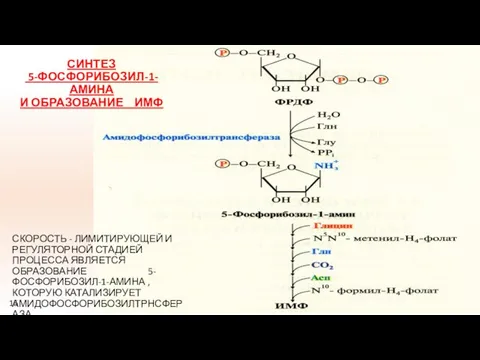 СИНТЕЗ 5-ФОСФОРИБОЗИЛ-1-АМИНА И ОБРАЗОВАНИЕ ИМФ СКОРОСТЬ - ЛИМИТИРУЮЩЕЙ И РЕГУЛЯТОРНОЙ СТАДИЕЙ