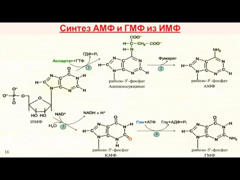 Синтез АМФ и ГМФ из ИМФ 16