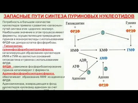 ЗАПАСНЫЕ ПУТИ СИНТЕЗА ПУРИНОВЫХ НУКЛЕОТИДОВ Потребность в большом количестве нуклеотидов привела