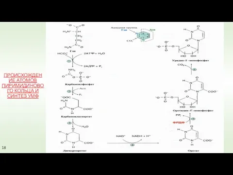 ПРОИСХОЖДЕНИЕ АТОМОВ ПИРИМИДИНОВОГО КОЛЬЦА И СИНТЕЗ УМФ 18
