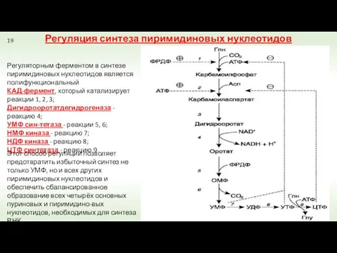 Регуляторным ферментом в синтезе пиримидиновых нуклеотидов является полифункциональный КАД-фермент, который катализирует