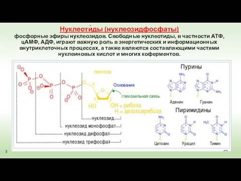 Нуклеоти́ды (нуклеозидфосфаты) фосфорные эфиры нуклеозидов. Свободные нуклеотиды, в частности АТФ, цАМФ,