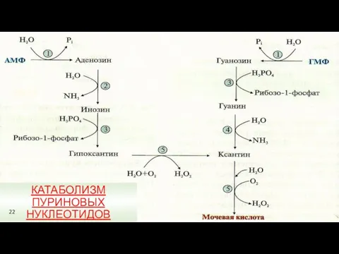 КАТАБОЛИЗМ ПУРИНОВЫХ НУКЛЕОТИДОВ 22