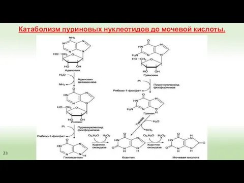 Катаболизм пуриновых нуклеотидов до мочевой кислоты. 23