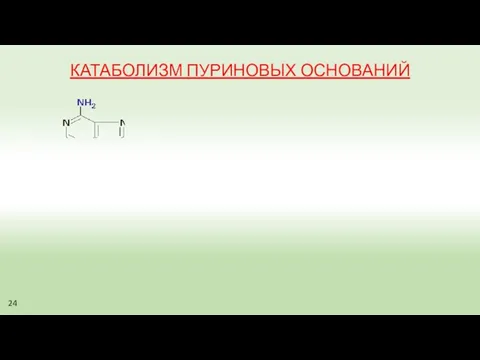 КАТАБОЛИЗМ ПУРИНОВЫХ ОСНОВАНИЙ 24