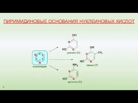 ПИРИМИДИНОВЫЕ ОСНОВАНИЯ НУКЛЕИНОВЫХ КИСЛОТ 5