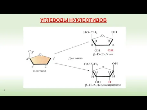 УГЛЕВОДЫ НУКЛЕОТИДОВ 6