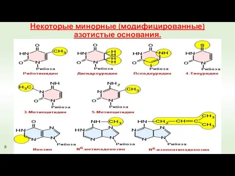 Некоторые минорные (модифицированные) азотистые основания. 8